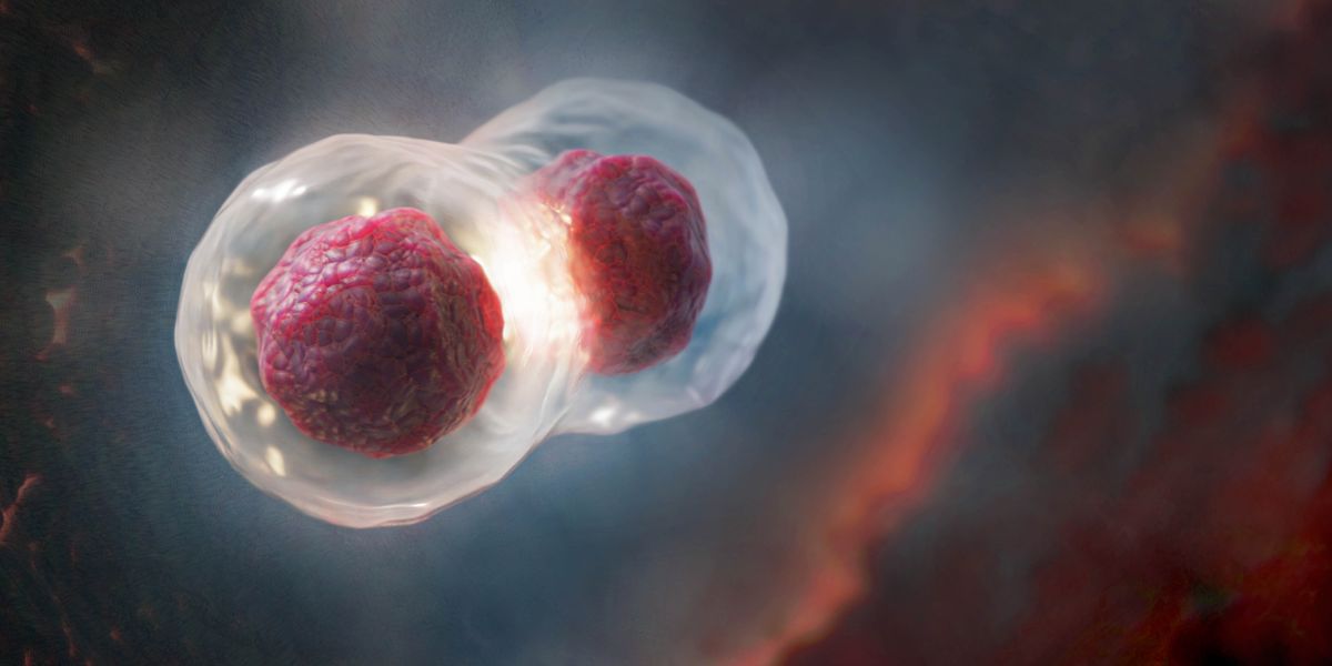 Клетка делится на две.