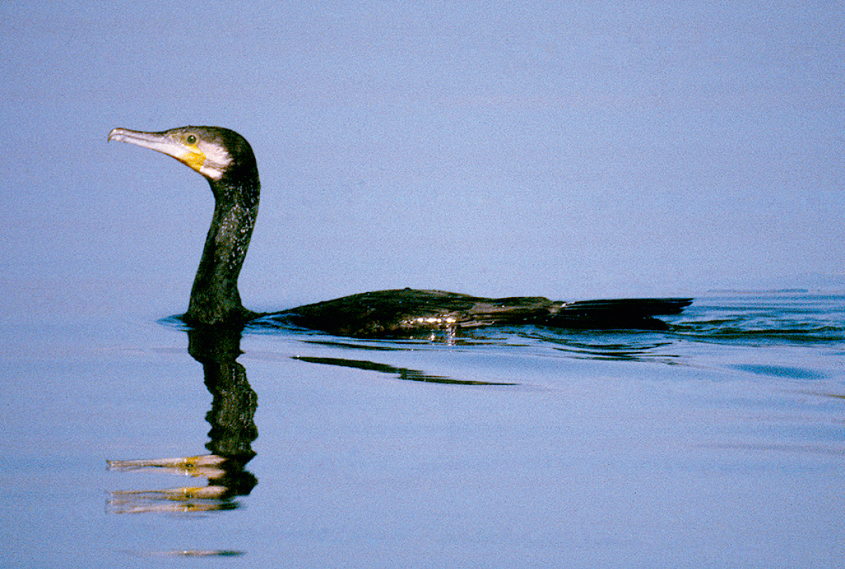 [Иллюстрация, страница 174]