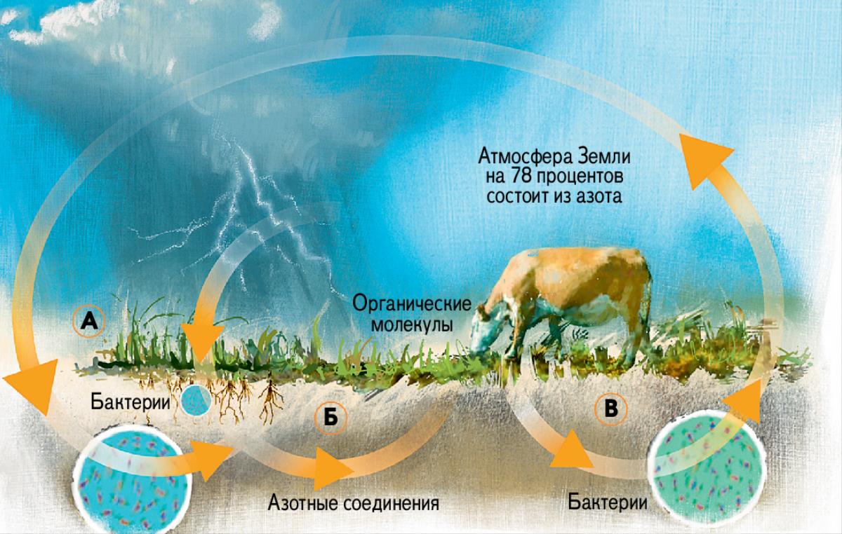 Круговорот азота