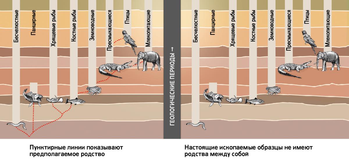 График, на котором изображены различные группы животных и их предполагаемое родство