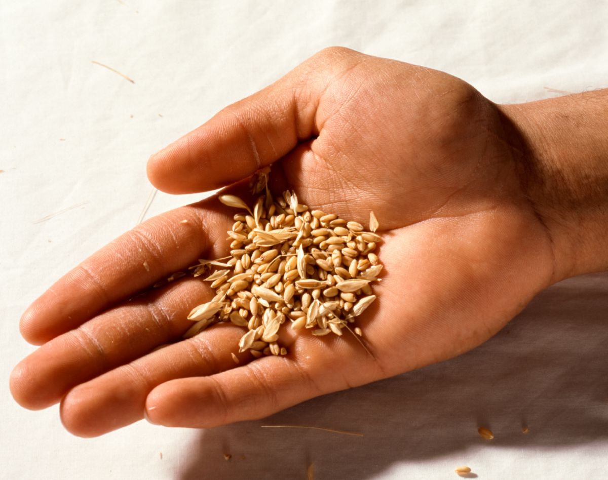 Зёрна злаков