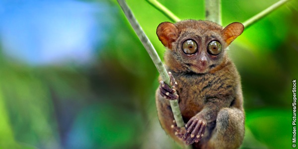 Agakoko kitwa tarsier