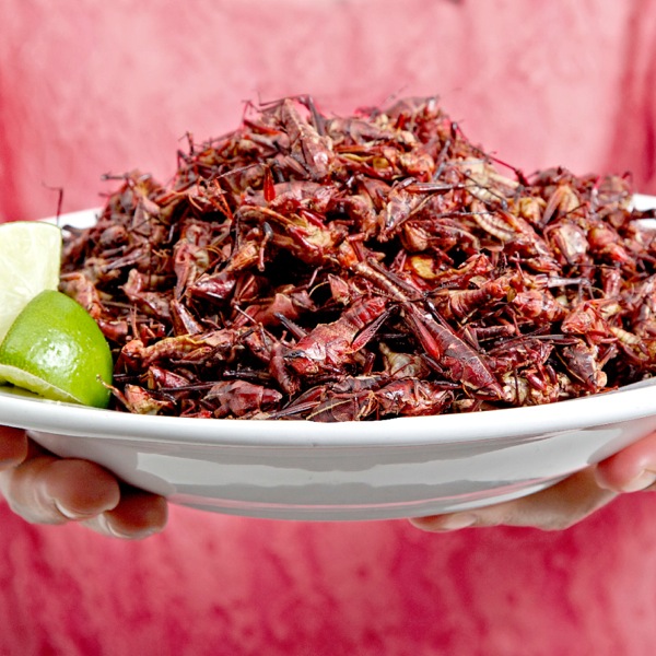 ආහාරයට සුදුසු කෘමීන්