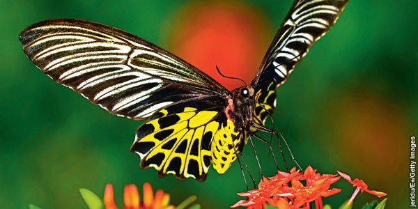 සමනලයෙක්