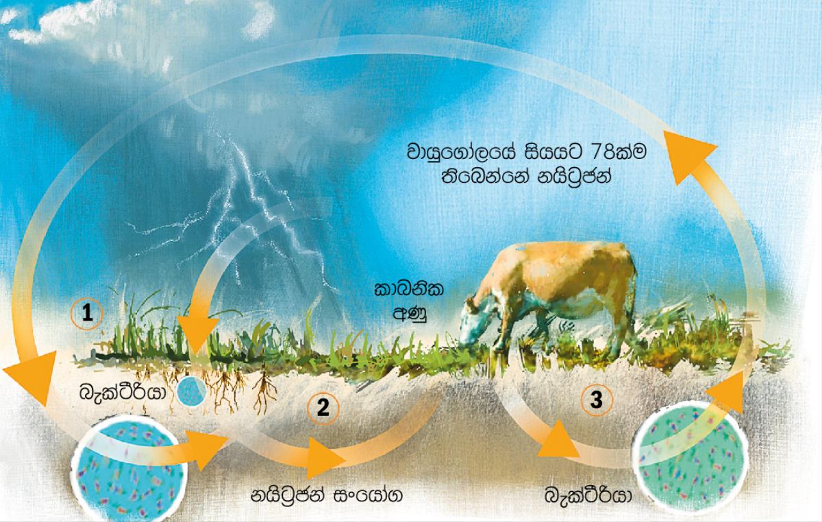 නයිට්‍රජන් චක්‍රය