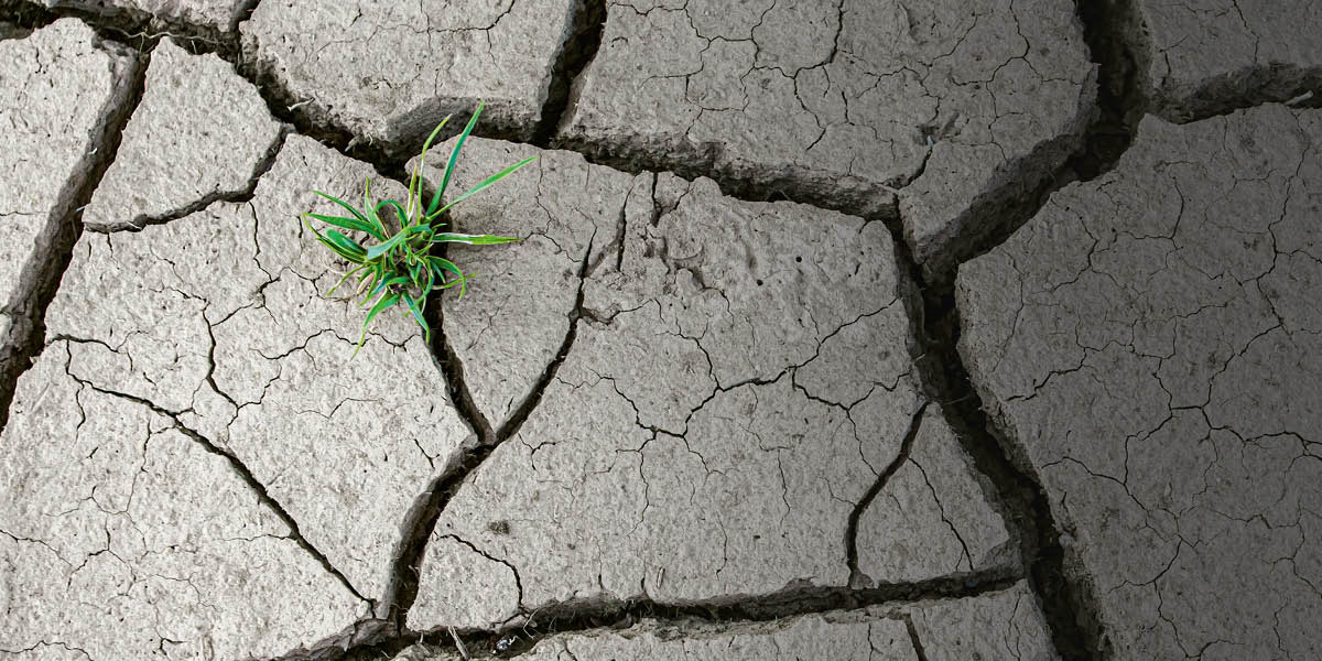 Moolle gante qeqqino baattora gattinota mitteꞌro.