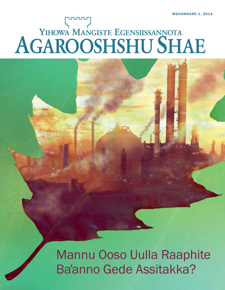 Wocawaaro 2014, Agarooshshu Shaeha Aaniidi Qoola | Mannu Ooso Uulla Raaphite Baꞌanno Gede Assitakka?