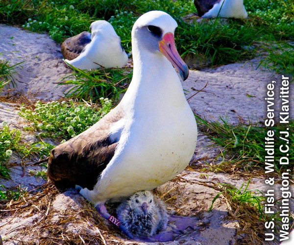 Albatros biely (laysanský)