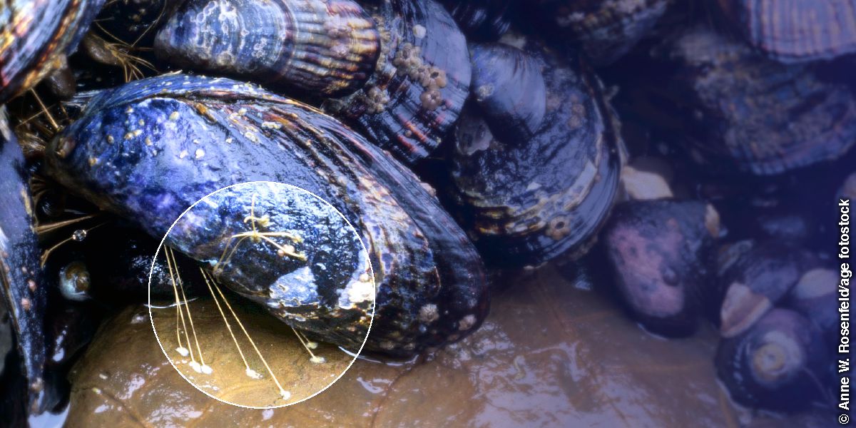 Marine mussel