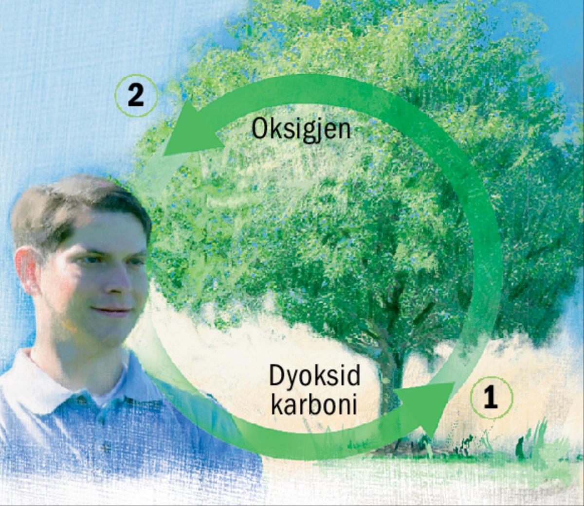 Ciklet e dyoksidit të karbonit dhe të oksigjenit