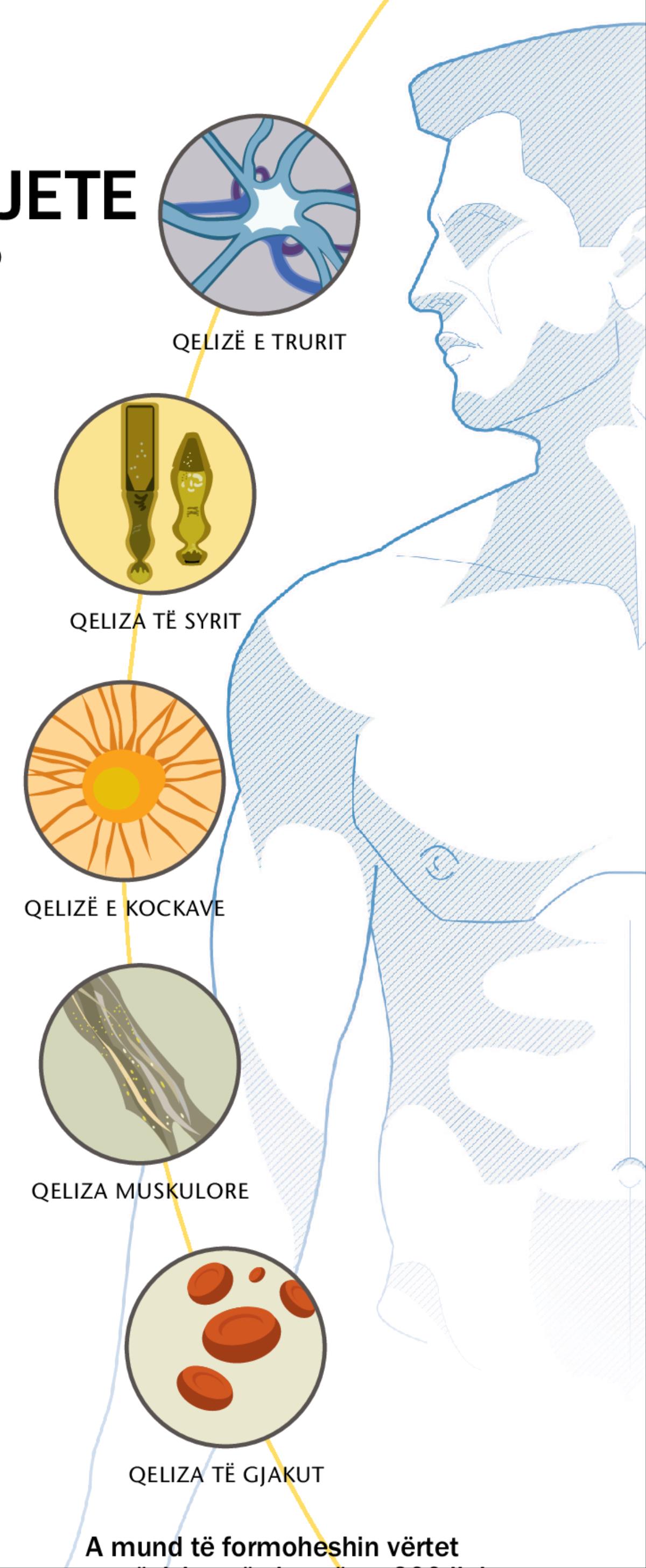 Një qelizë e trurit, një qelizë e syrit, një qelizë e kockave, një qelizë muskulore dhe një qelizë e gjakut