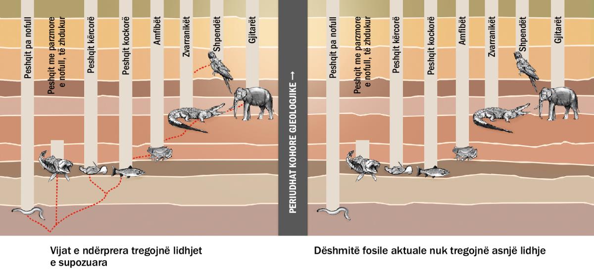 Një grafik që tregon lidhjet e supozuara mes llojeve të ndryshme të kafshëve