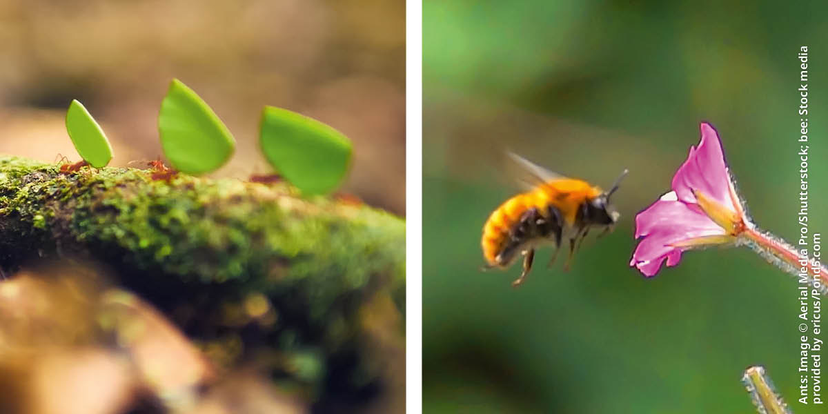 Litšoantšo: 1. Likokoanyana li jere makala. 2. Notši e fofa pel’a palesa.