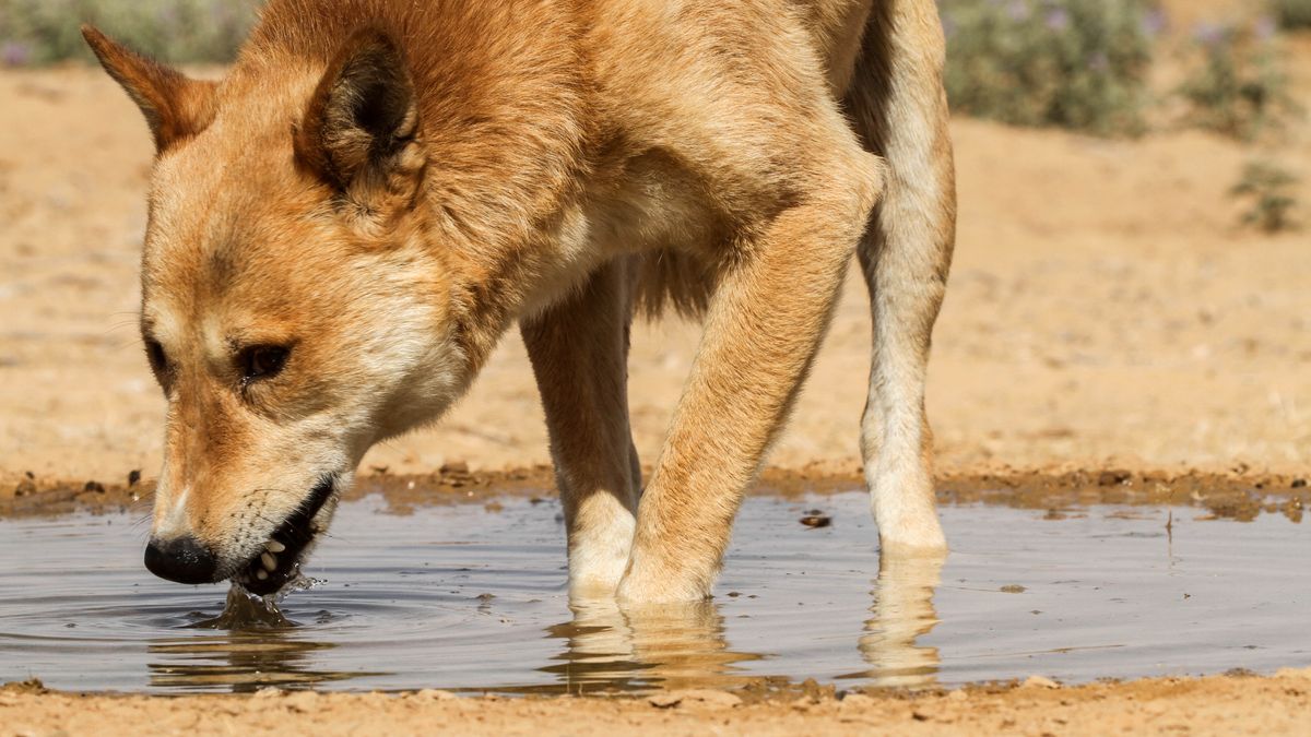 Ntja e hlaha e noa metsi a emeng ka tseleng.