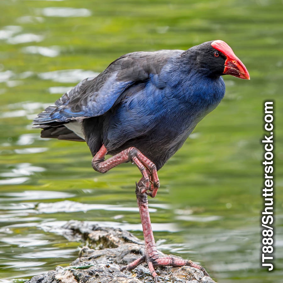 Den flygoförmögne takahen.