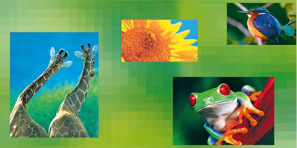 Giraffer, en solros, en fågel, en groda