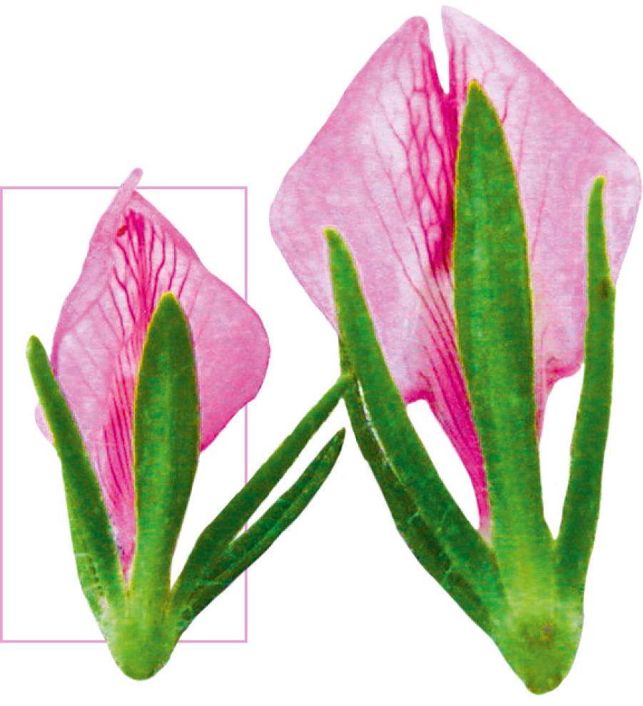 En muterad växt med stora blommor.