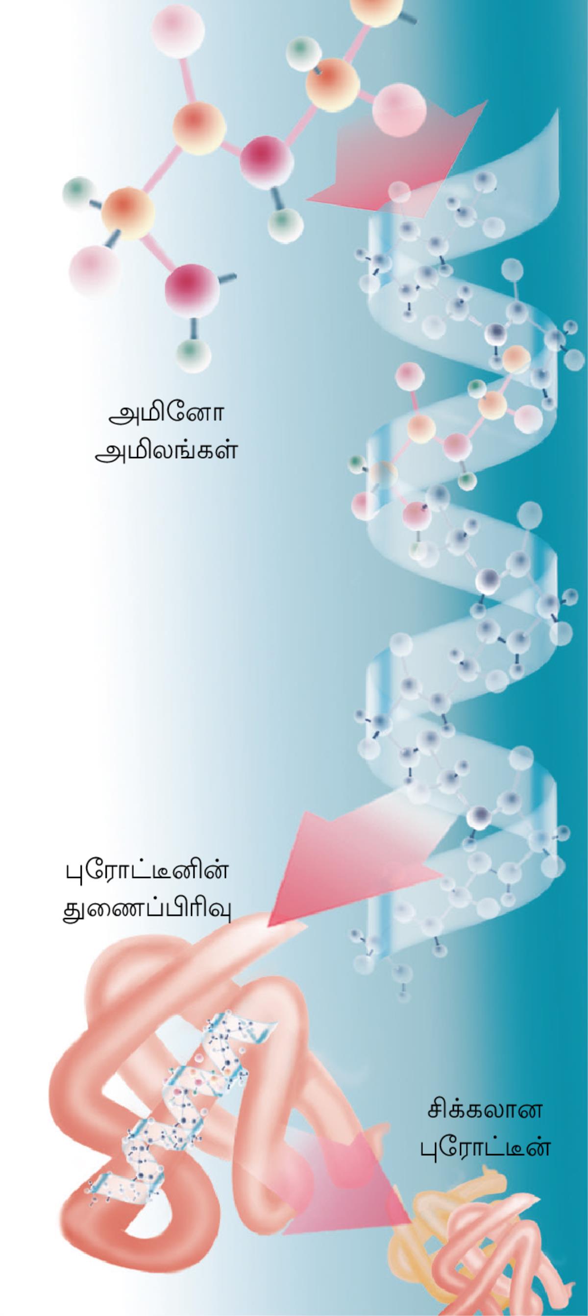 புரோட்டீனின் துணைப்பிரிவு