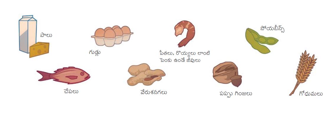 పాలు, గుడ్లు, చేపలు, పీతలు, రొయ్యలు లాంటి పెంకు ఉండే జీవులు, వేరుశనగలు, సోయబీన్స్‌, పప్పు గింజలు, tree nuts, గోధుమలు