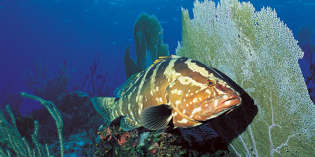 మహాసముద్రంలో చేప