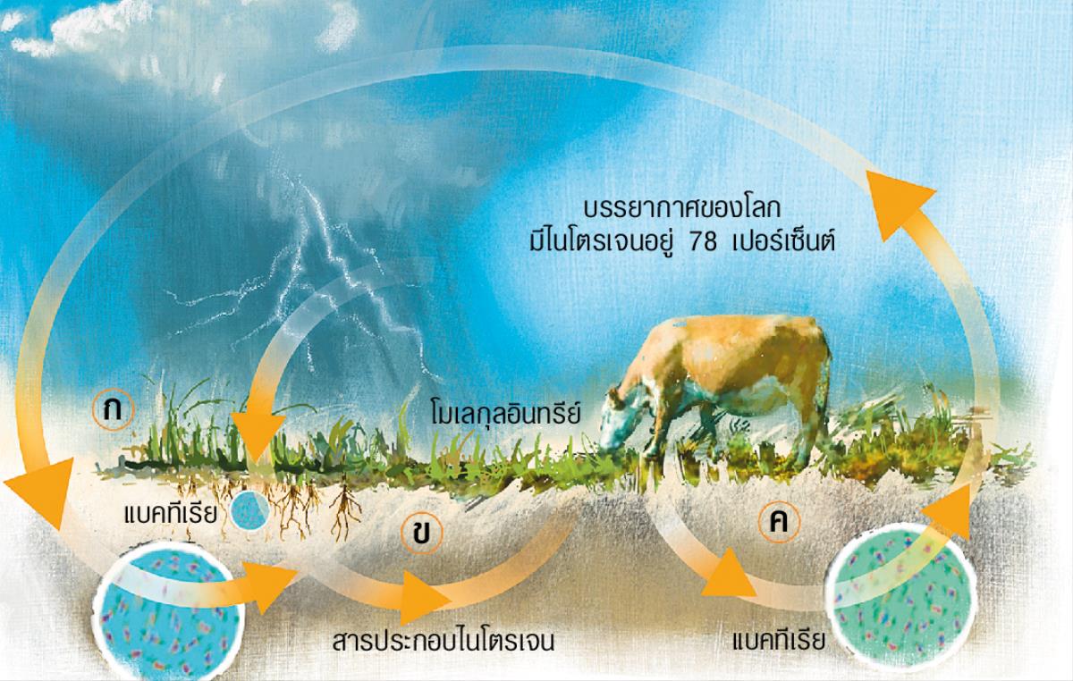 วัฏจักร​ไนโตรเจน 