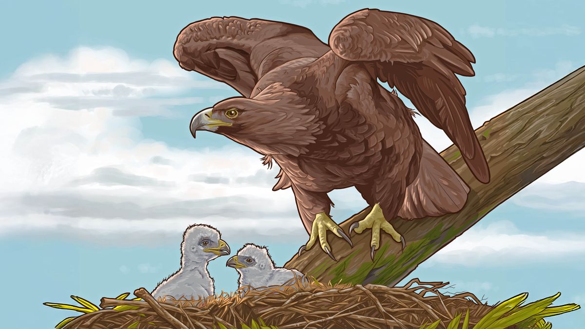 นก​อินทรี​ตัว​หนึ่ง​ที่​เกาะ​อยู่​บน​รัง​เพื่อ​ปก​ป้อง​ลูก ๆ ของ​มัน