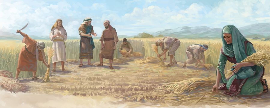 ሩት ኣብ ግራት ቦኣዝ ትቕርም