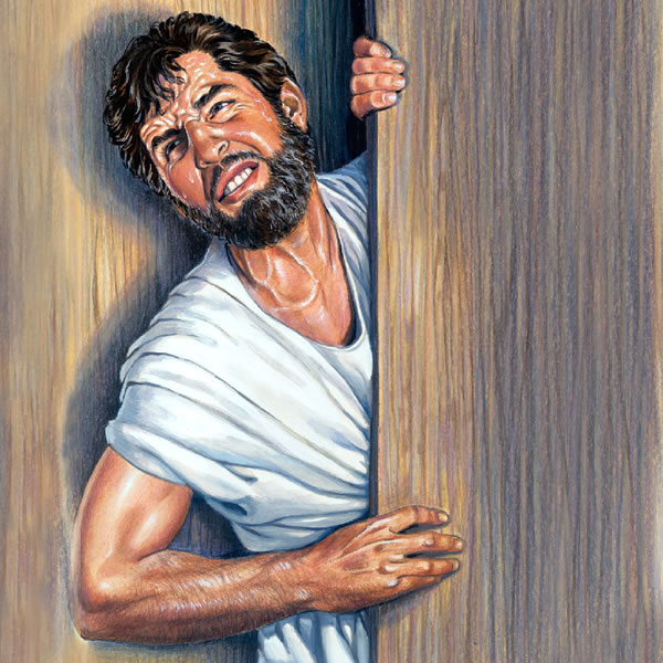 Towugyň öz jüýjelerini ganatynyň aşagyna ýygnaýa
