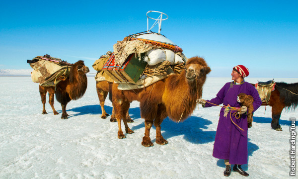 Bactrian camel, na may dalawang umbok, na nagbubuhat ng mabigat na pasan