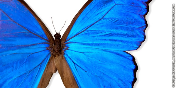 Serurubele sa Giant Blue Morpho