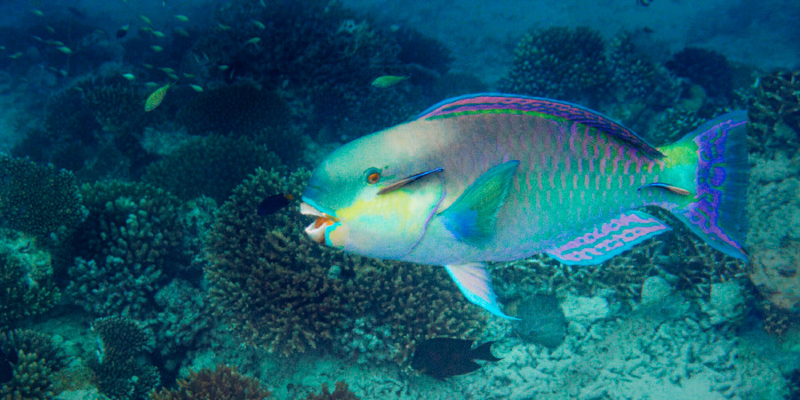 Parrot fish
