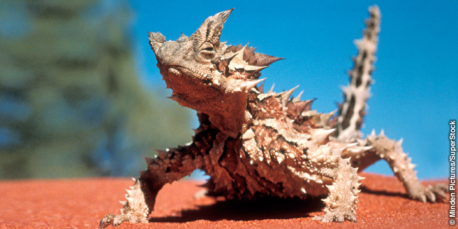 Mokgantitswane wa thorny devil