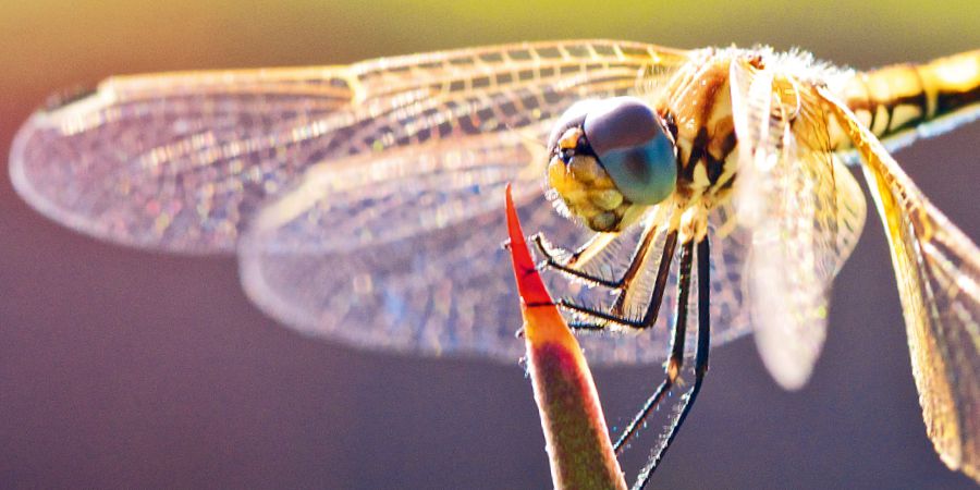 Ntsi e e bidiwang dragonfly