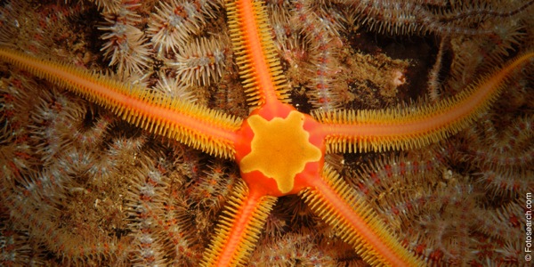 [Piksa long pes 16]