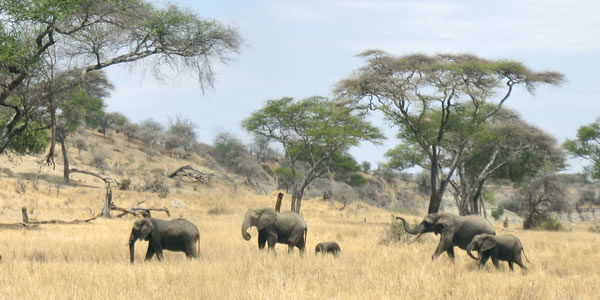 Elephants roaming the grasslands