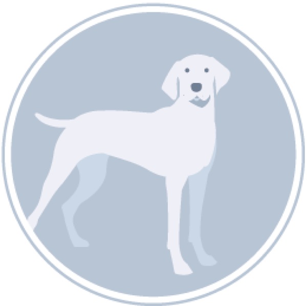 Köpek