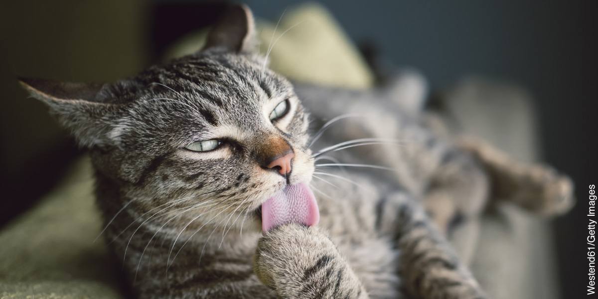 Bir kedi patisini yalıyor.