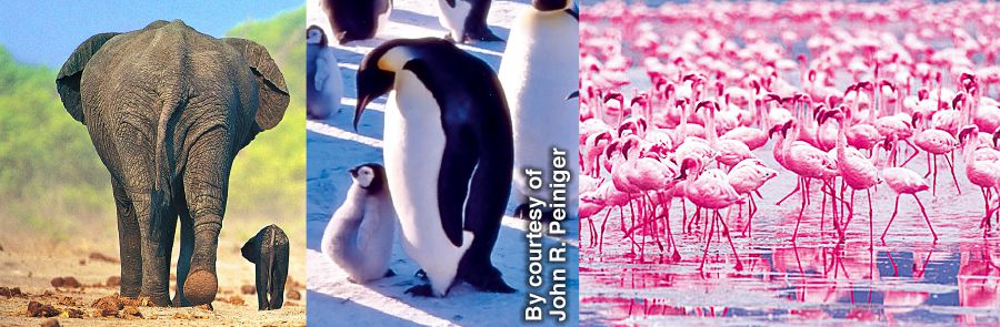 Filler, penguenler ve flamingolar yavrularıyla beraber