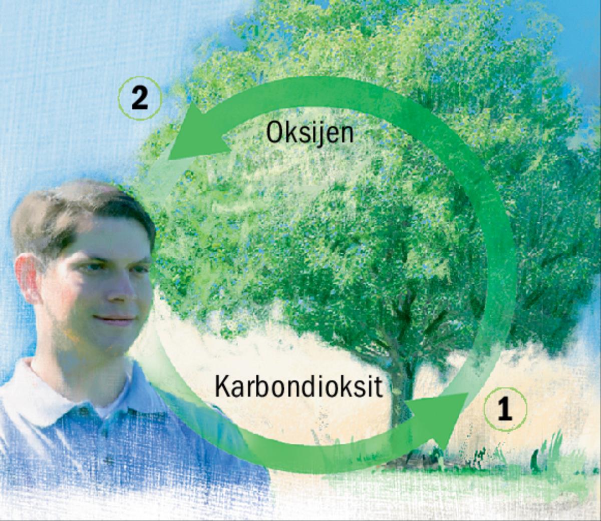 Karbon ve oksijen çevrimleri