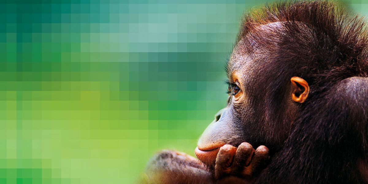 Bir orangutan