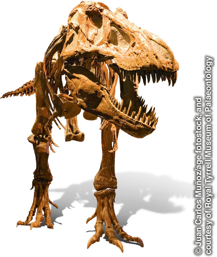 Bir Tyrannosaurus rex iskeleti