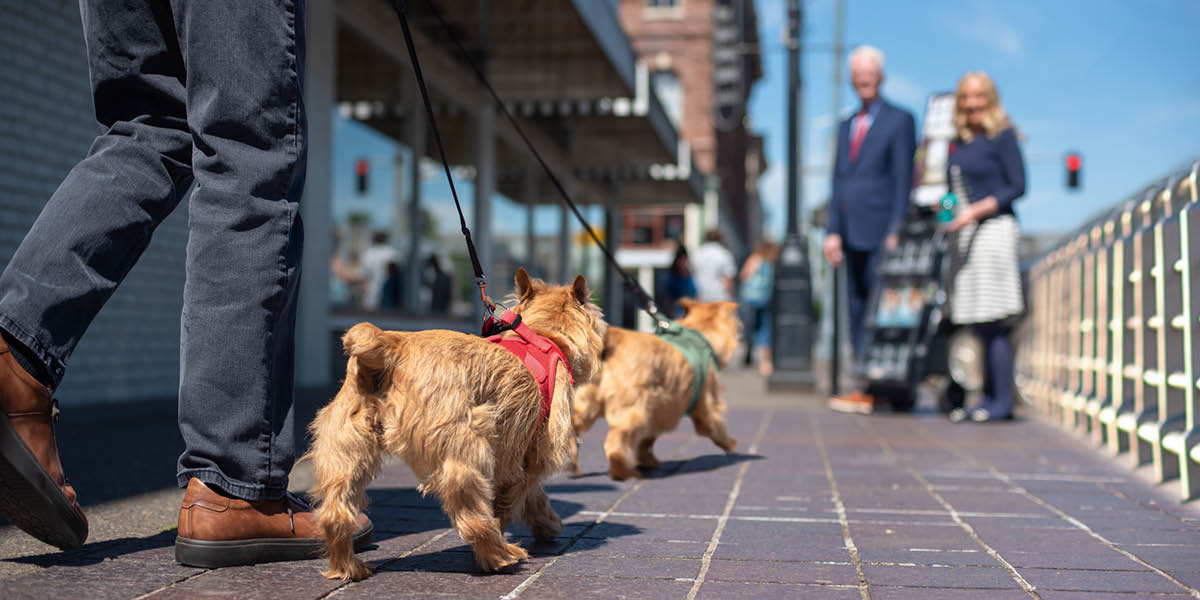 Bir adam iki köpeğiyle yürüyüşe çıkmış. Yayın arabasında hizmet eden Şahit bir çiftle karşılaşıyorlar.