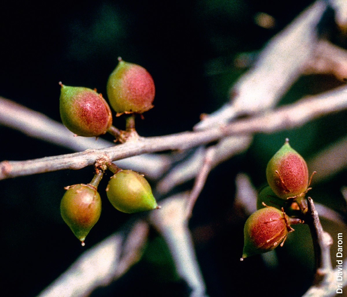 [Ілюстрація]