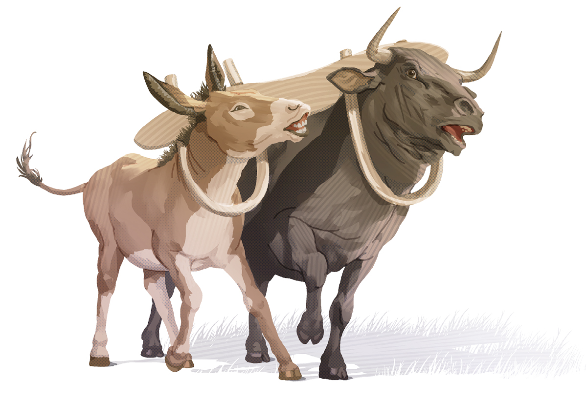 ایک طاقت‌ور بیل اور ایک چھوٹا گدھا ایک جُوئے میں جُتے ہیں اور اُن کے لیے ایک ساتھ چلنا مشکل ہو رہا ہے۔‏