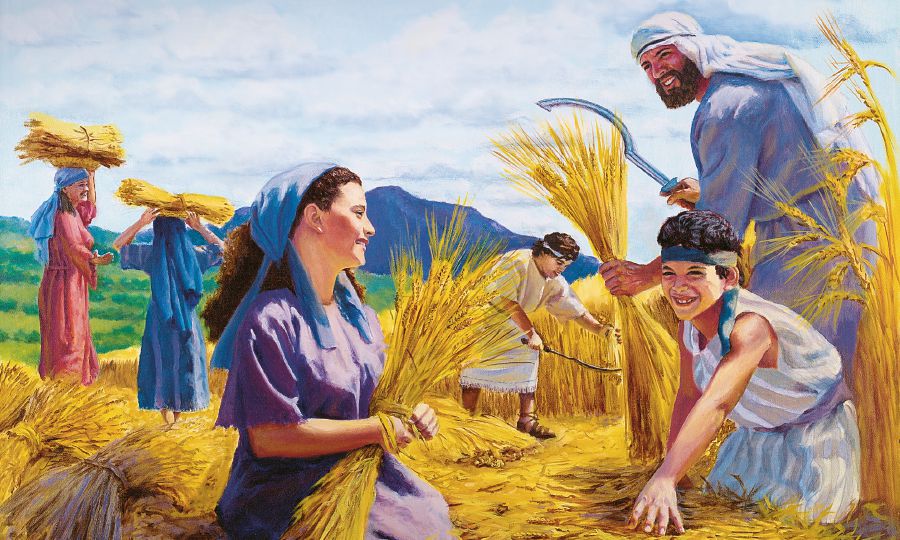 لوگ کھیت میں گندم کی بالیں چن رہے ہیں۔‏