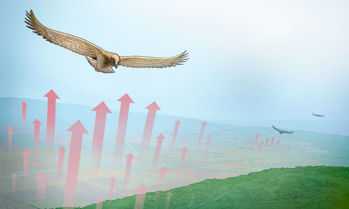 عقاب ہوا کے چکروں کی مدد سے اُڑ رہے ہیں۔‏