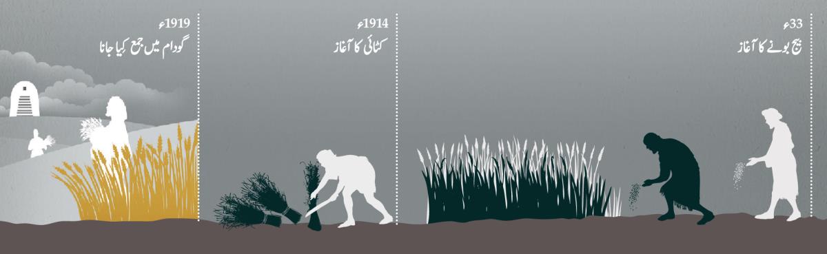 بیج بونے، کٹائی کرنے اور گودام میں جمع کرنے کی تاریخوں کا چارٹ