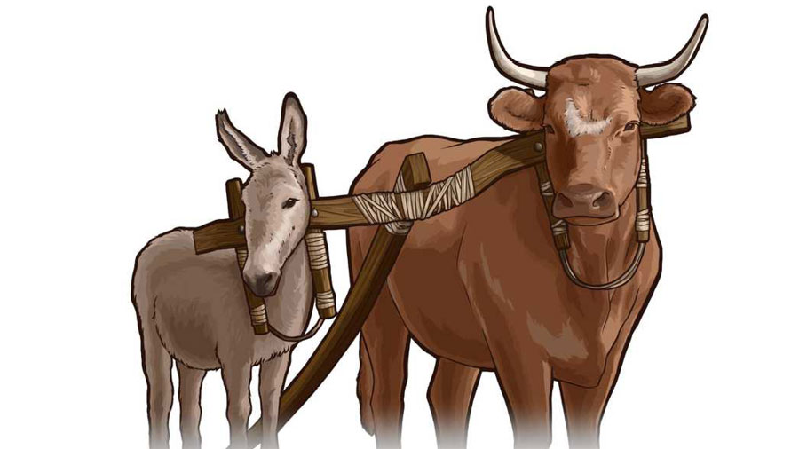  بیل اور گدھے کو ایک ہی جُوئے میں جوتا گیا ہے۔ اُن کے قد فرق ہونے کی وجہ سے جُوا ایک طرف کو جھکا ہوا ہے۔‏