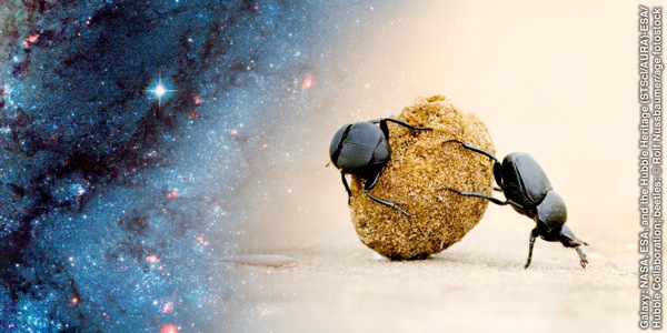 Two dung beetles rolling a ball of dung