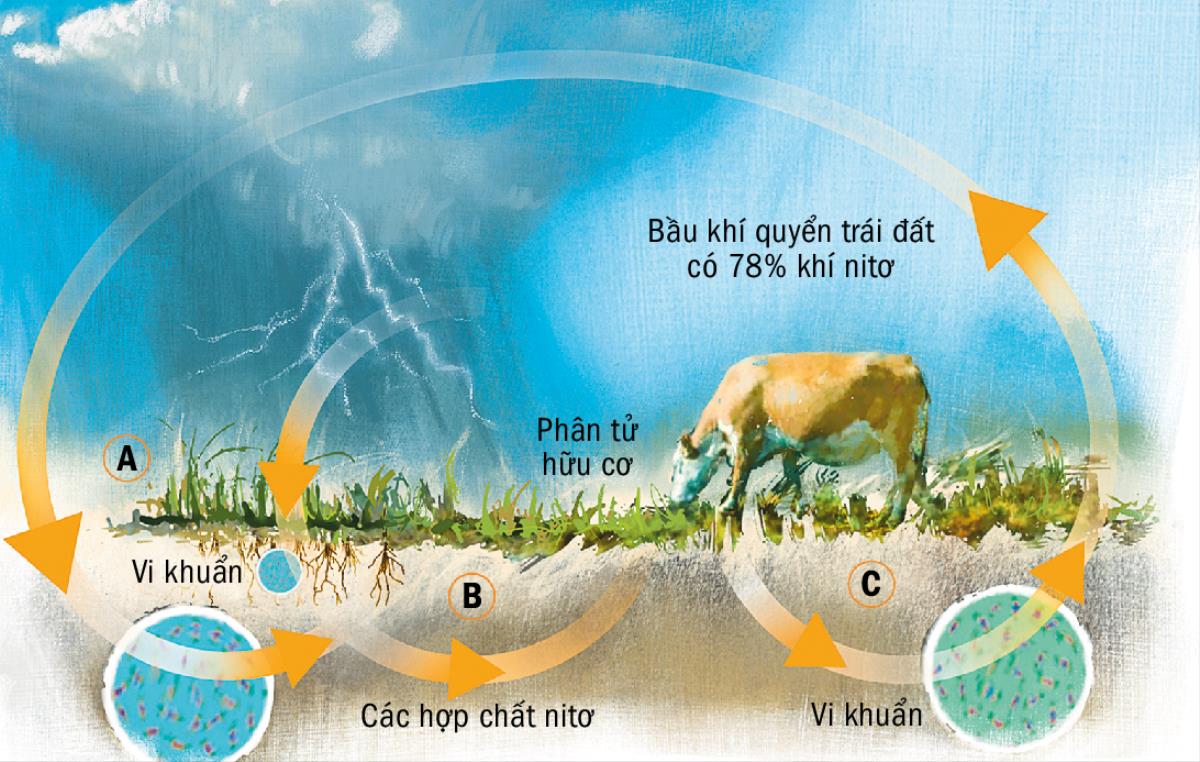 Chu trình của nitơ